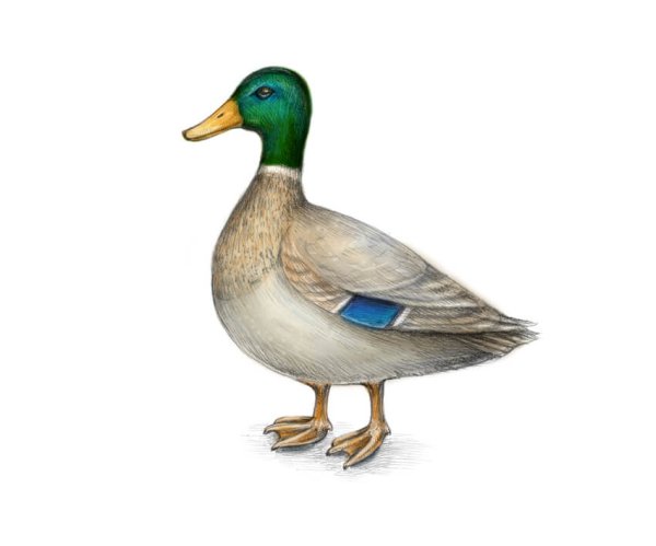 Селезень на белом фоне