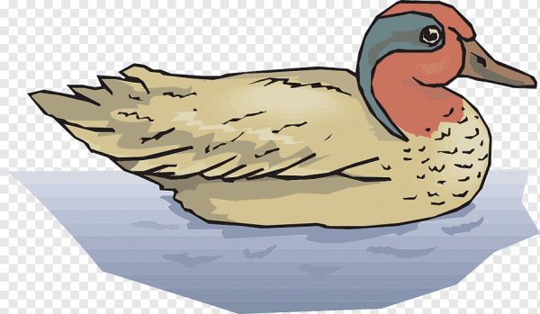 Утка на белом фоне плавает