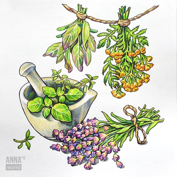 Лечебные травы иллюстрации