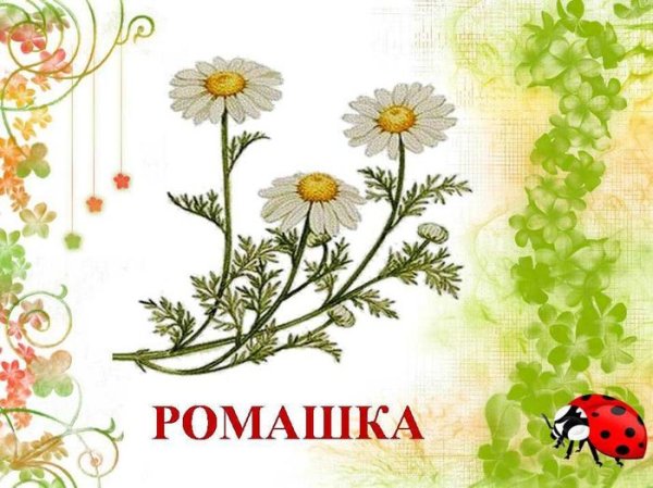 Лекарственные растения для дошкольников