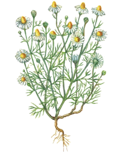 Цветки ромашки аптечной