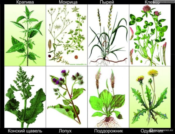 Крапива подорожник Полынь
