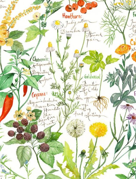 Лекарственные растения постеры