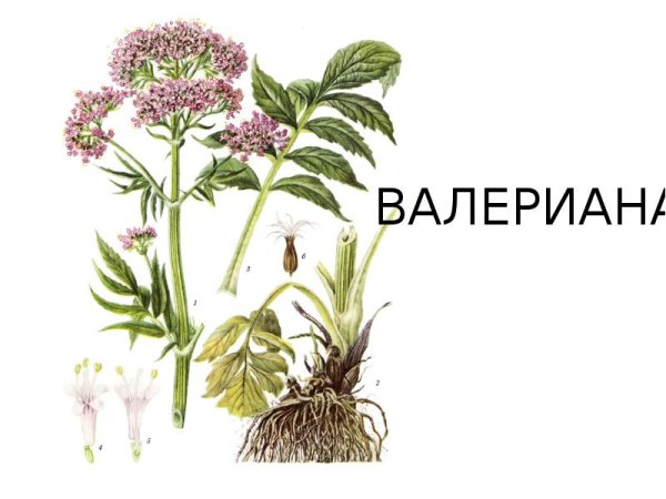 Valeriana officinalis рисунок