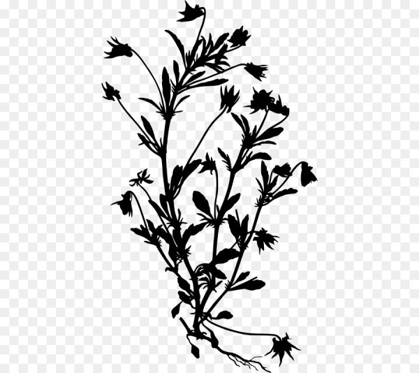 Силует лекарственного растения