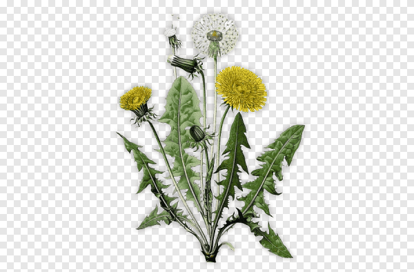 Одуванчик лекарственный Ботаническая иллюстрация