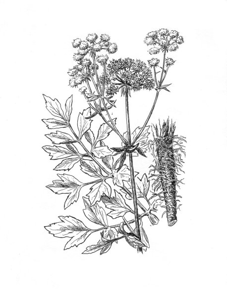 Вероника, Лютик ползучий, тысячелистник, манжетка.