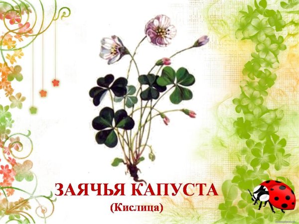 Лекарственные растения для дошкольников