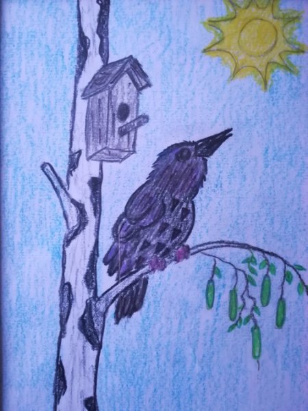 Скворушка рисунок