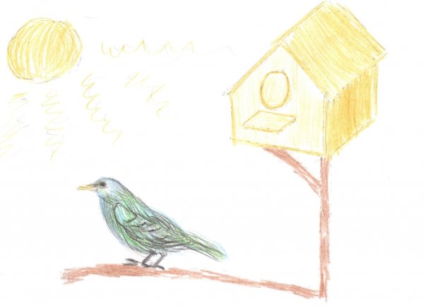 Птица Скворушка рисунок