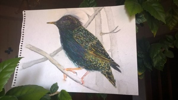 Осень непогодушка Тополь пожелтел