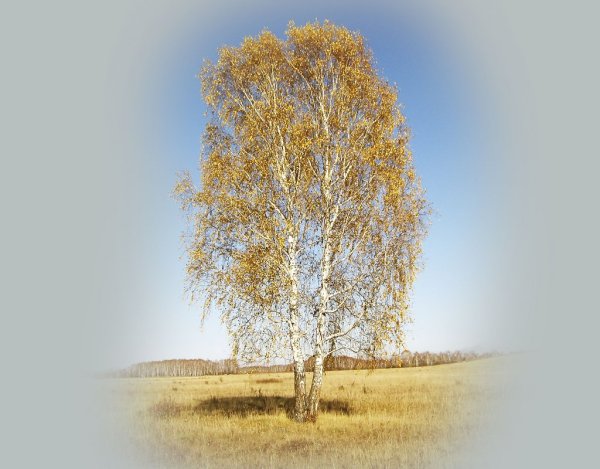 Правополушарное рисование осень