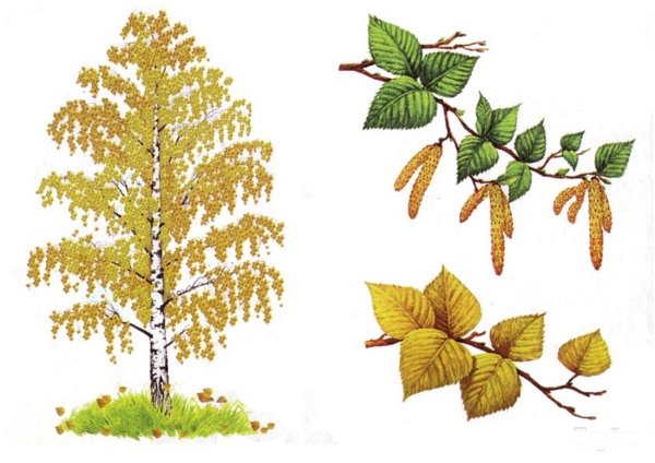 Рисование осенняя береза подготовительная группа