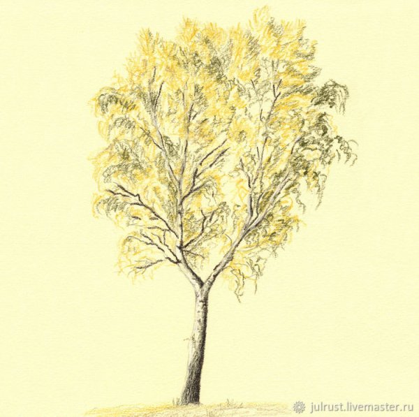 Береза осенью рисунок
