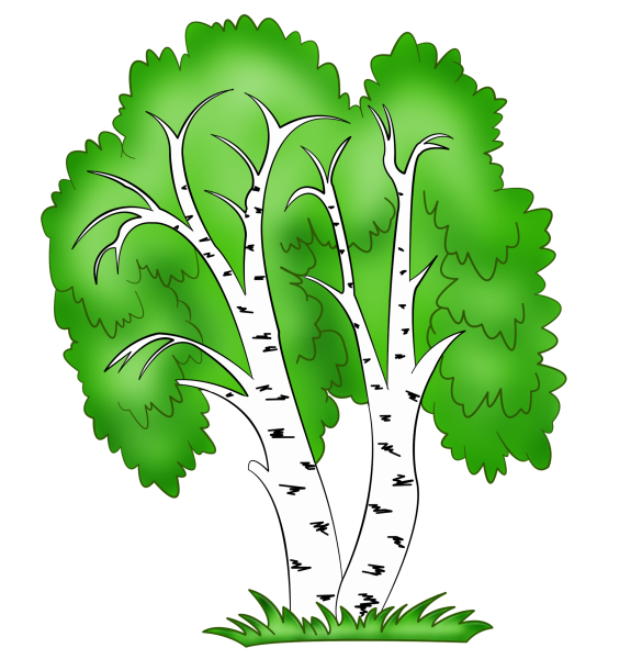 Береза для детей