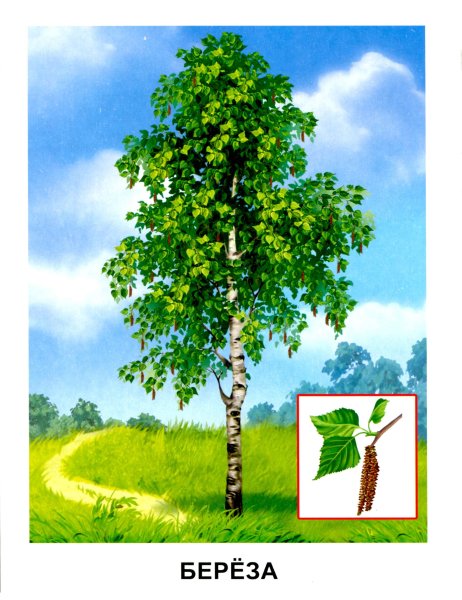 Обучающие карточки. Деревья.
