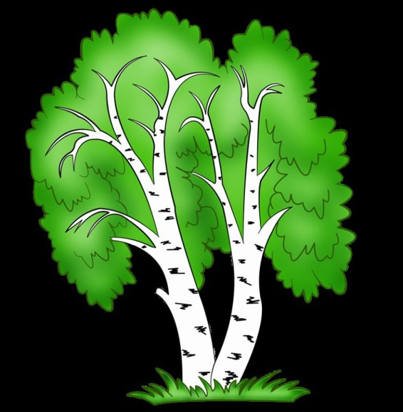 Береза для дошкольников