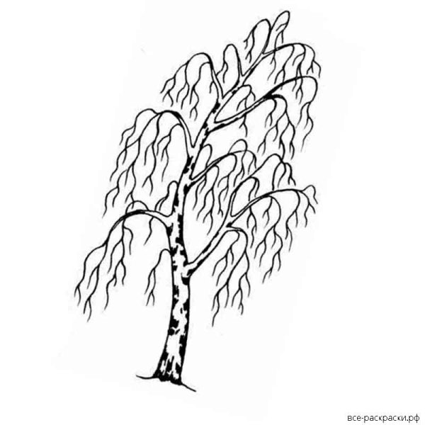 Береза без листьев