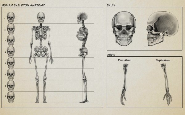 Анатомия человека для художниковcrtktn
