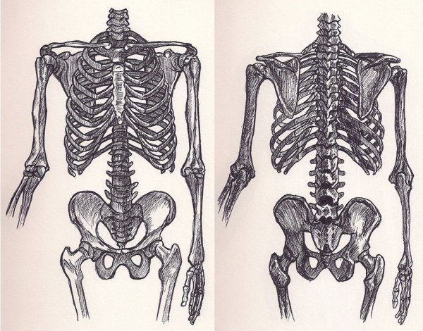 Баммес анатомия грудная клетка
