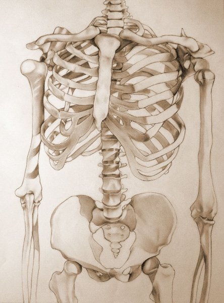 Скелет анатомия