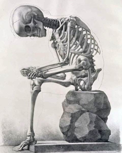 Череп анатомия Остеология