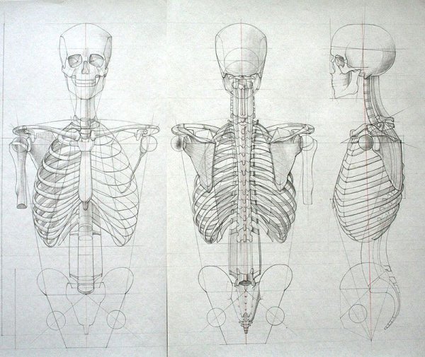 Анатомия скелета человека Баммес