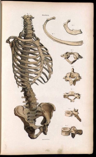 Скелет грудная клетка Баммес