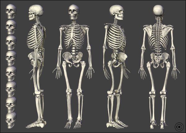Скелет человека профиль и анфас