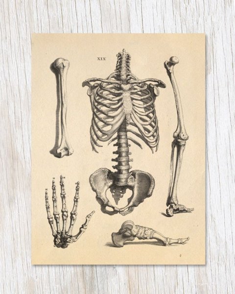 Скелет анатомическая иллюстрация