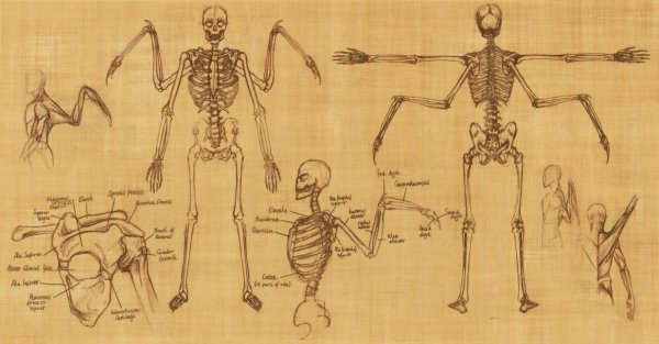 Скелет ангела анатомия