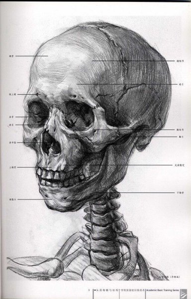 Анатомия Барчаи череп