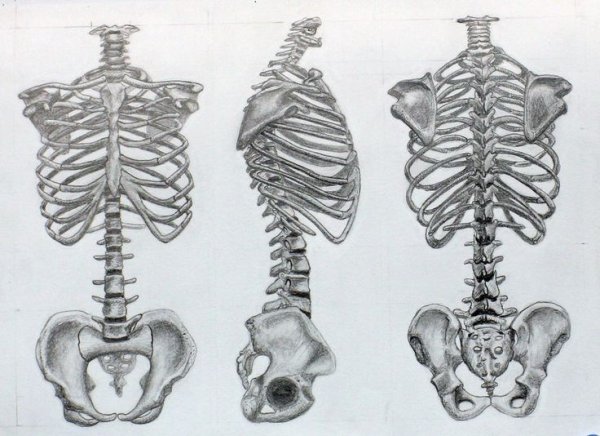 Баммес анатомия скелет грудная клетка и таз