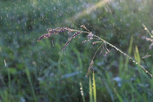 Проливной дождь рисунок