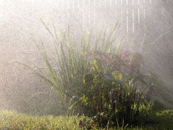 Грибной дождь