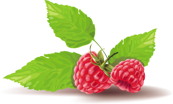 Векторное изображение малины