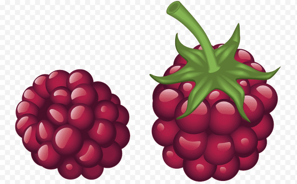 Ягода малина вектор