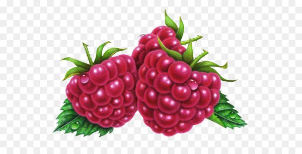 Малина нарисовать