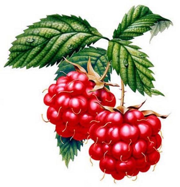 Малина рисунок