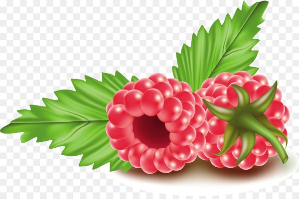 Малина клипарт