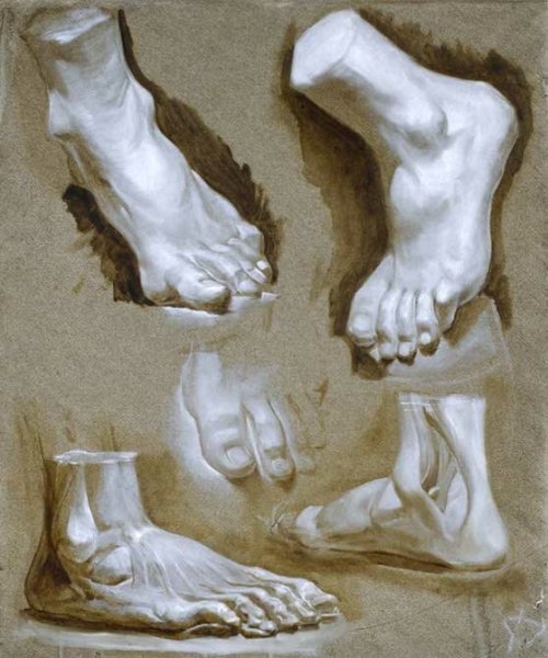 Анатомические зарисовки стопы