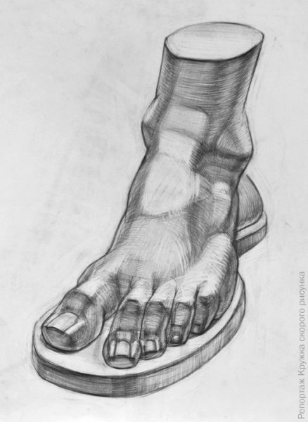 Стопа анатомия Хогарт
