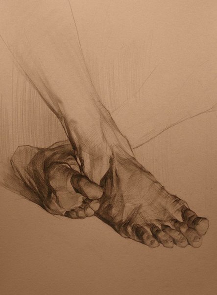 Анатомические зарисовки стопы