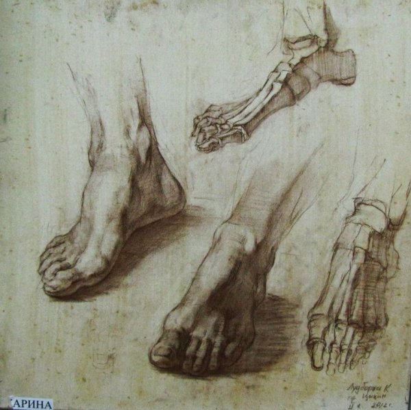 Кости стопы Баммес