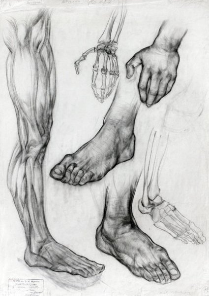 Ноги Графика