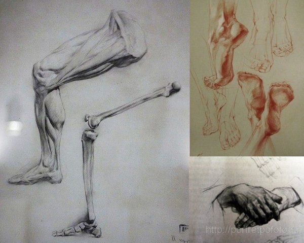 Анатомическая Графика