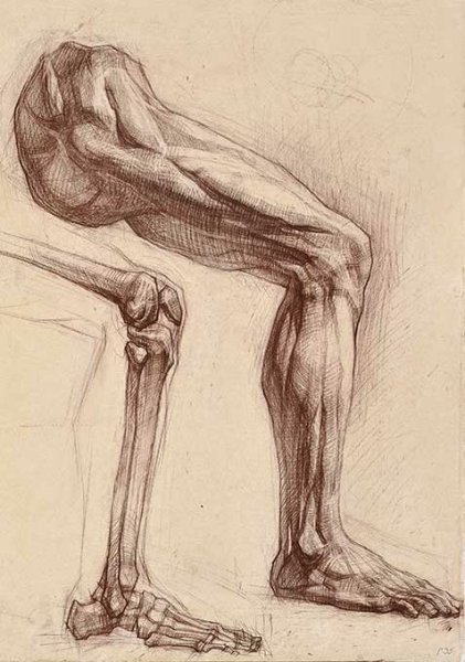 Ноги человека Экорше