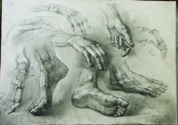 Пластическая анатомия стопы