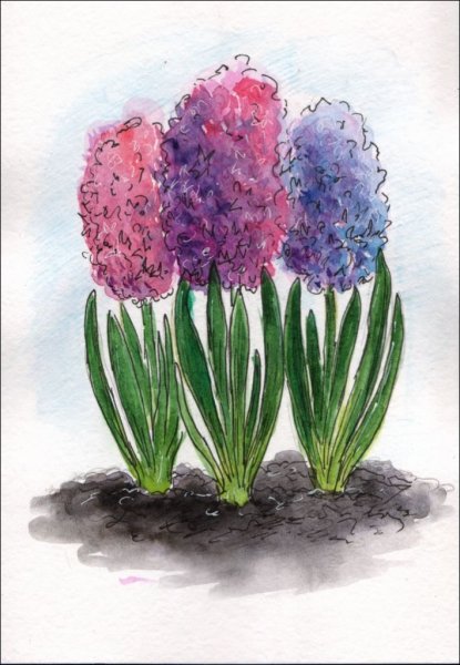 Рисование гиацинты старшая группа