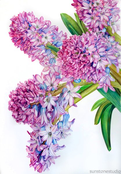 Тея гувернер гиацинты